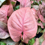 Syngonium 'Coral' Allusion