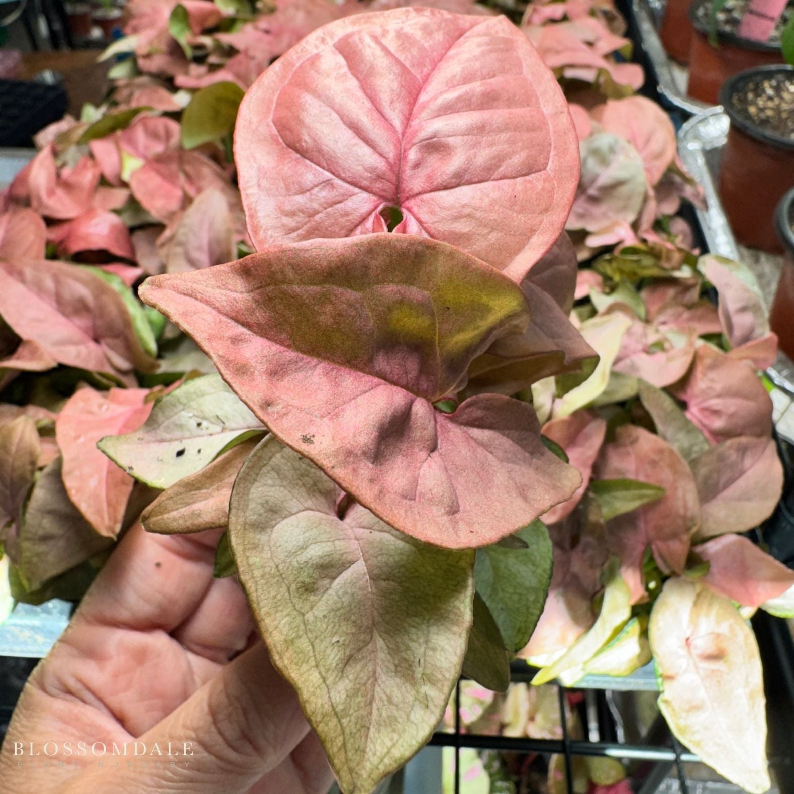Syngonium 'Coral' Allusion