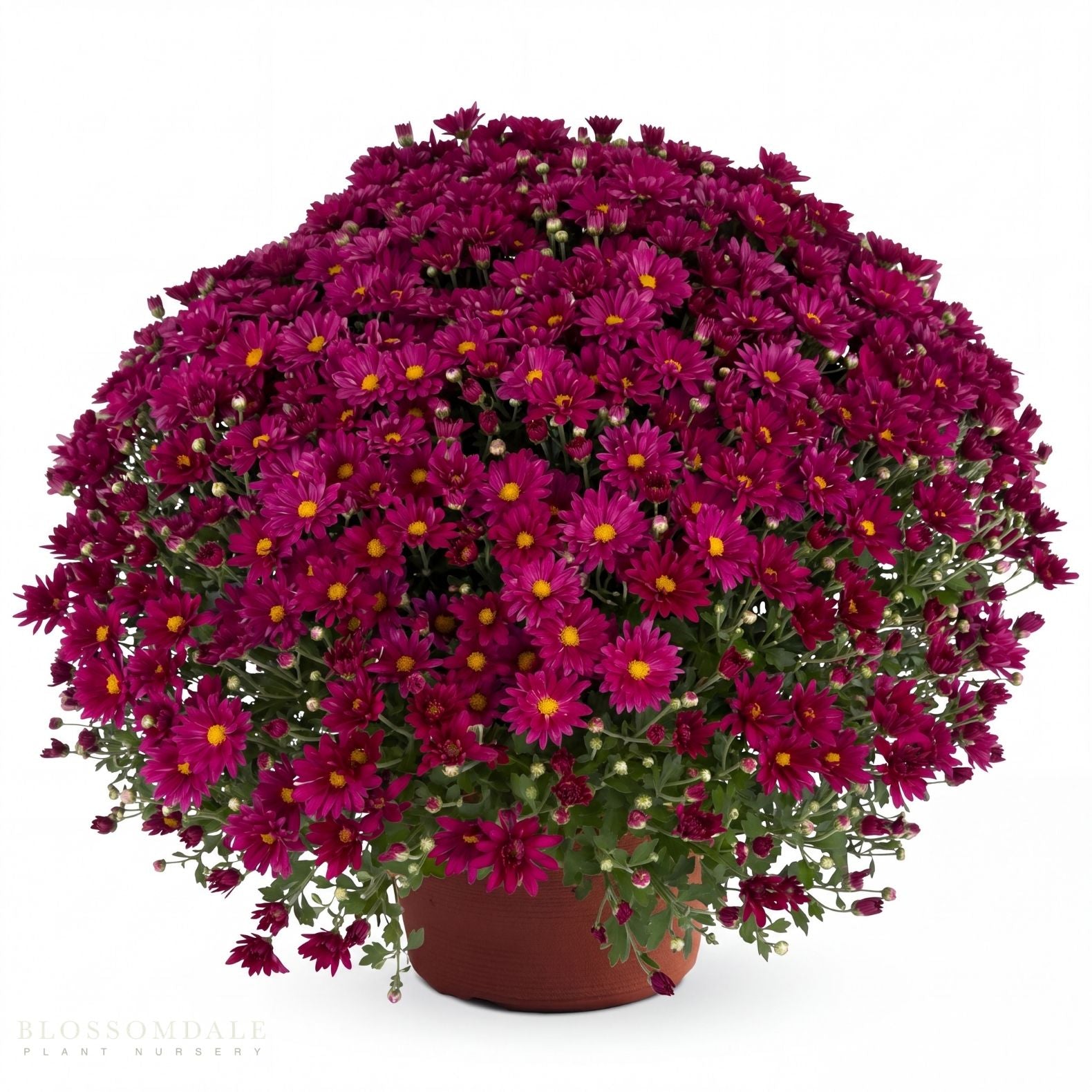 Yoder Mum
