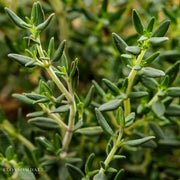 Thyme Seeds