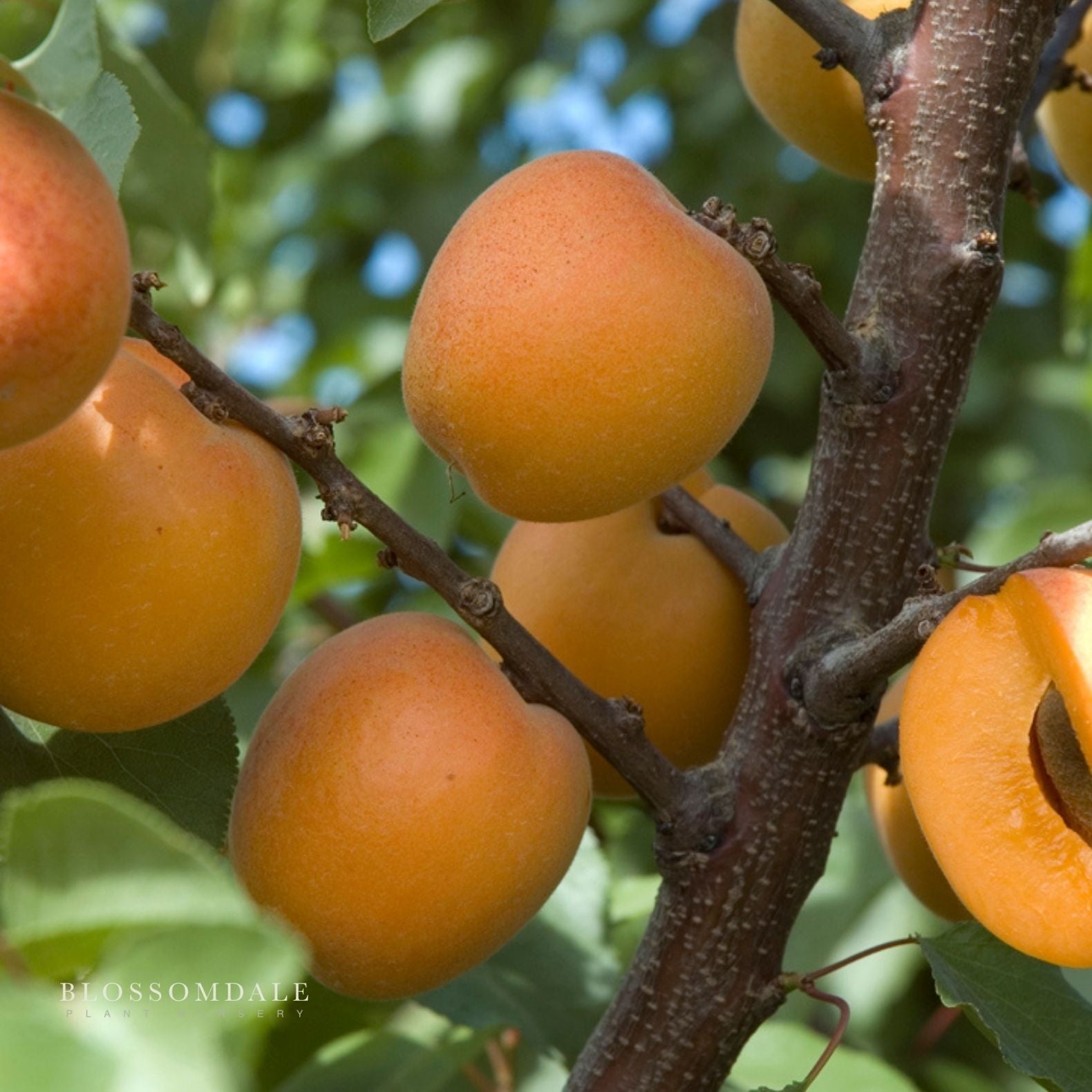 Semi Dwarf 4-in-1 Apricot Tree (Tomcot, Katy, Blenheim, Flavor Delight or Royal Rosa)