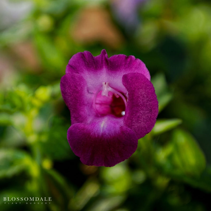 Torenia 'Summer Wave Amethyst'