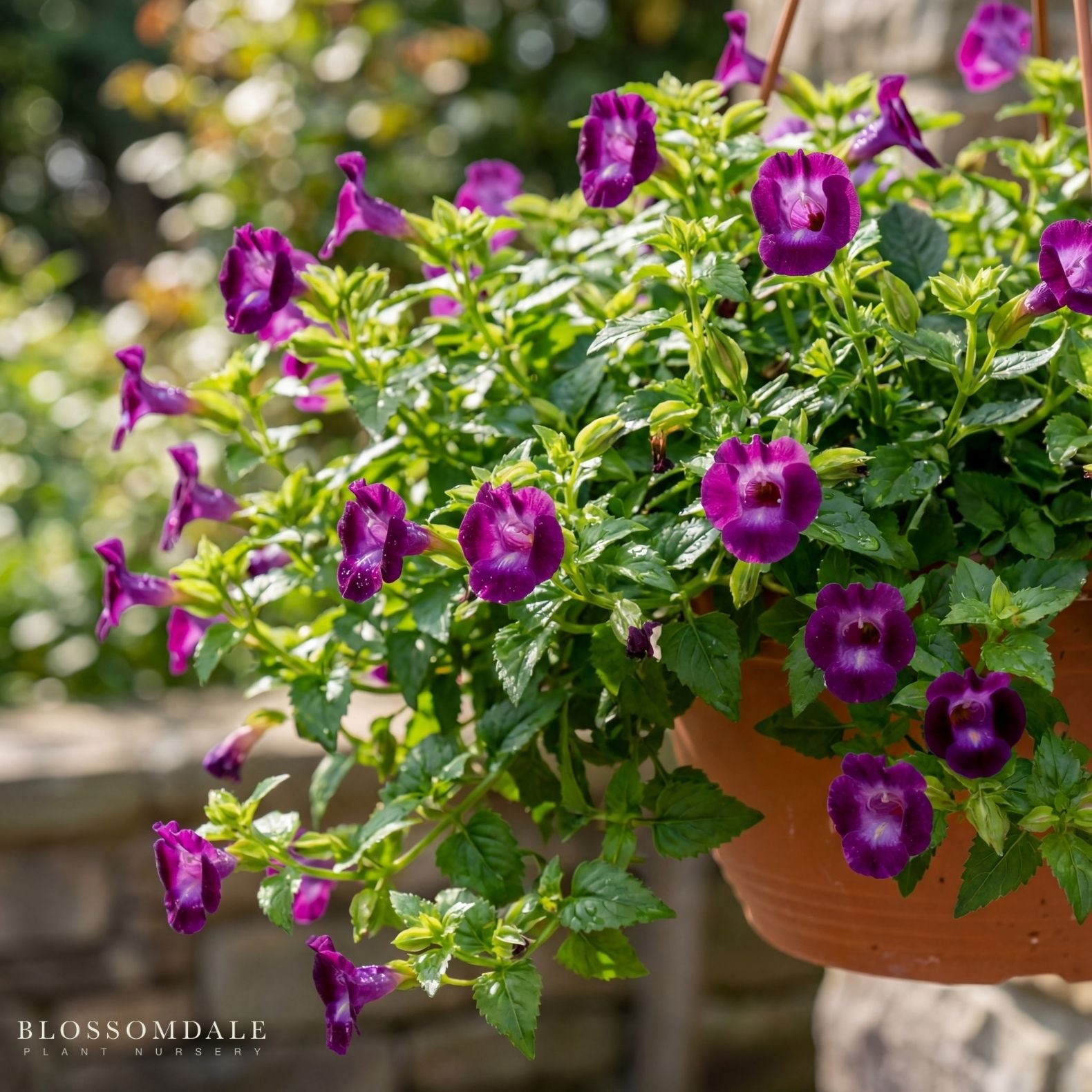 amethyst plant pot Wishbone Flower 'Amethyst'