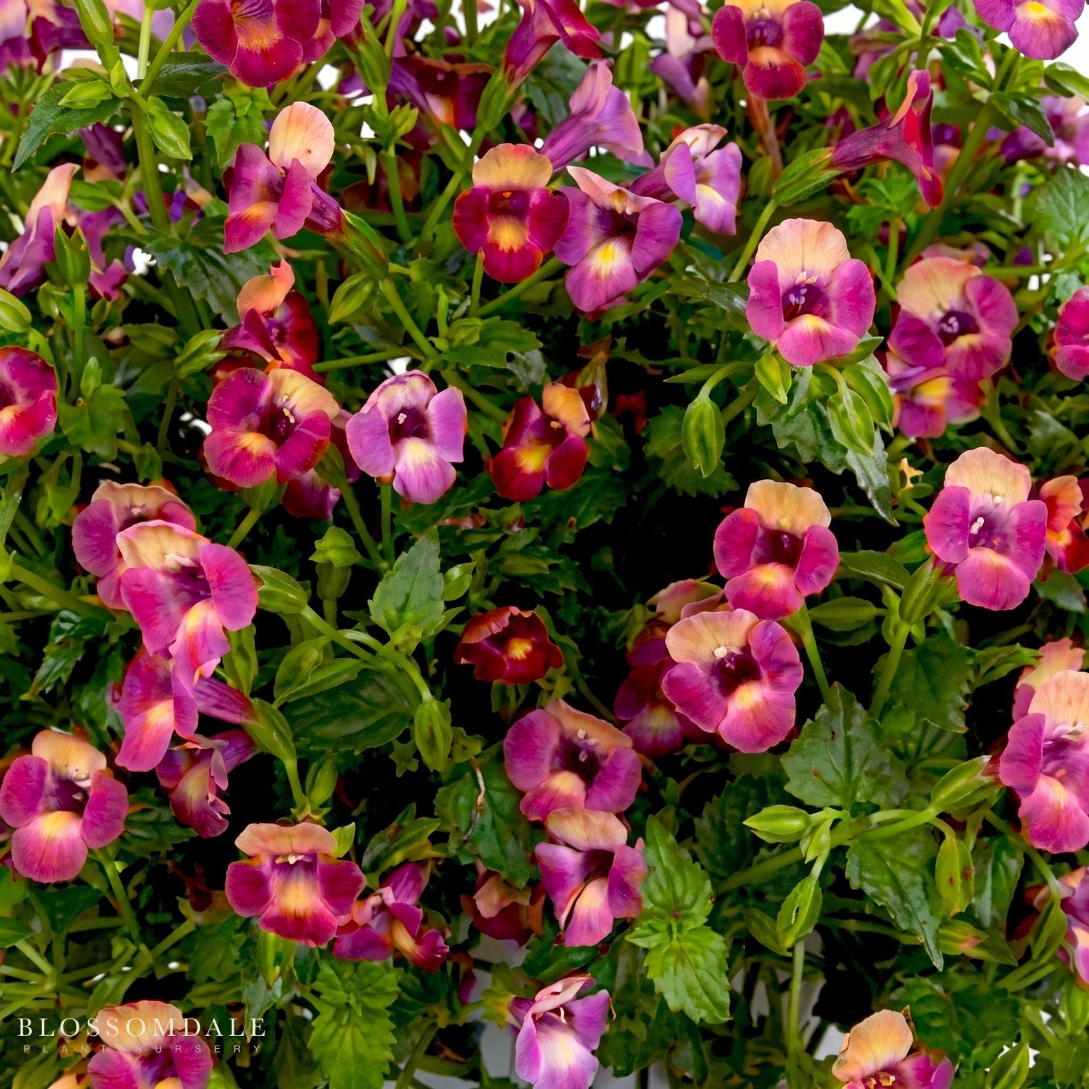 Torenia 'Moon Magenta'