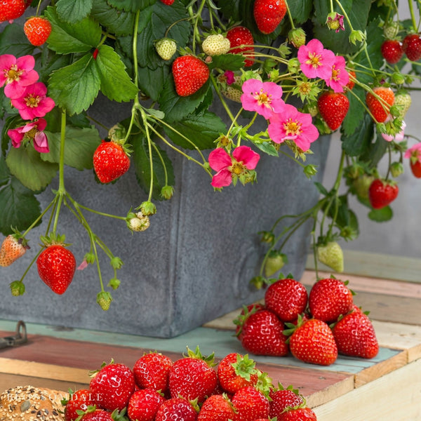 hanging strawberry plants near me Toscana Strawberry Seeds - everbearing strawberry