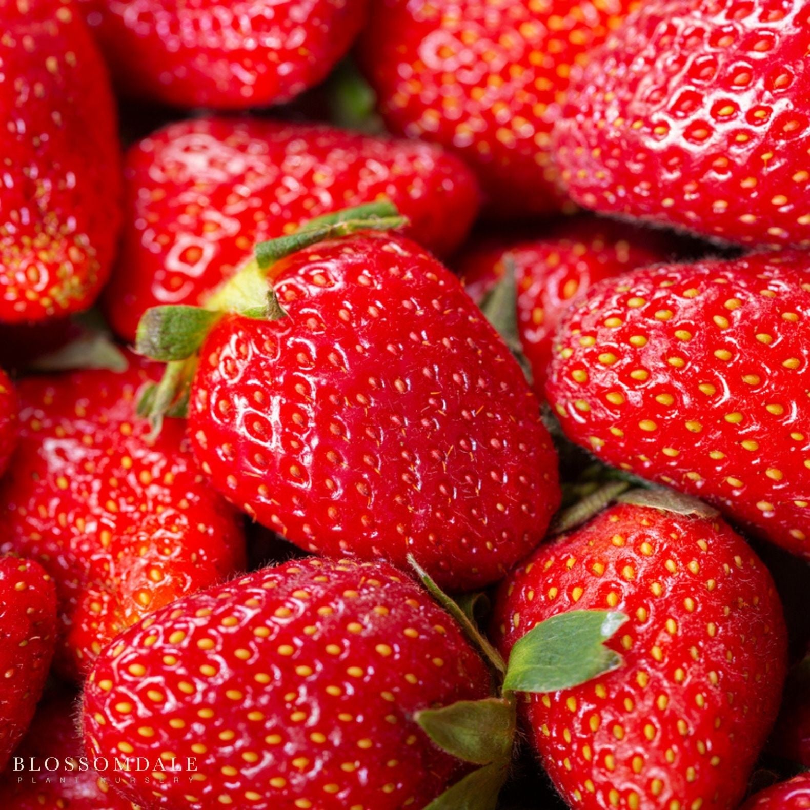 Toscana Strawberry Seeds