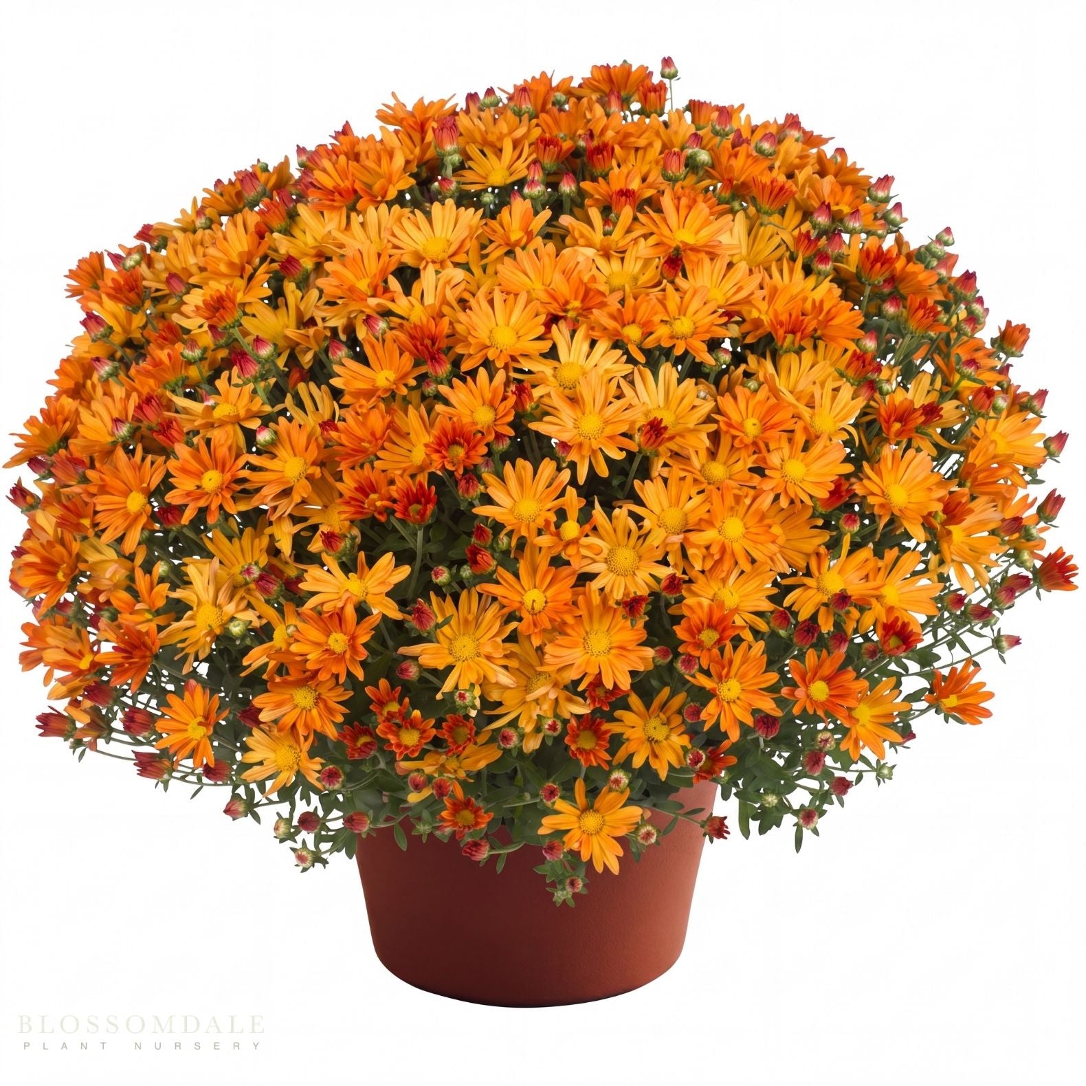 Yoder Mum