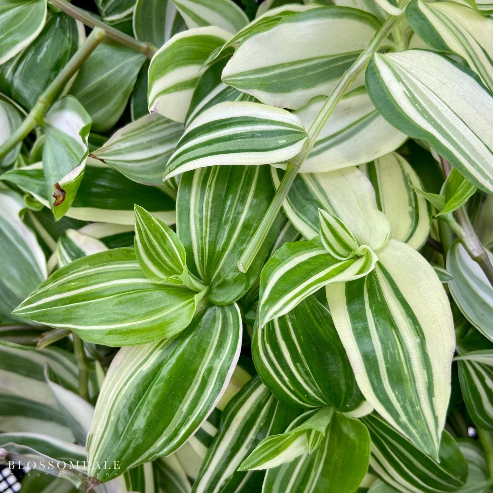 Tradescantia 'Green-Yellow'