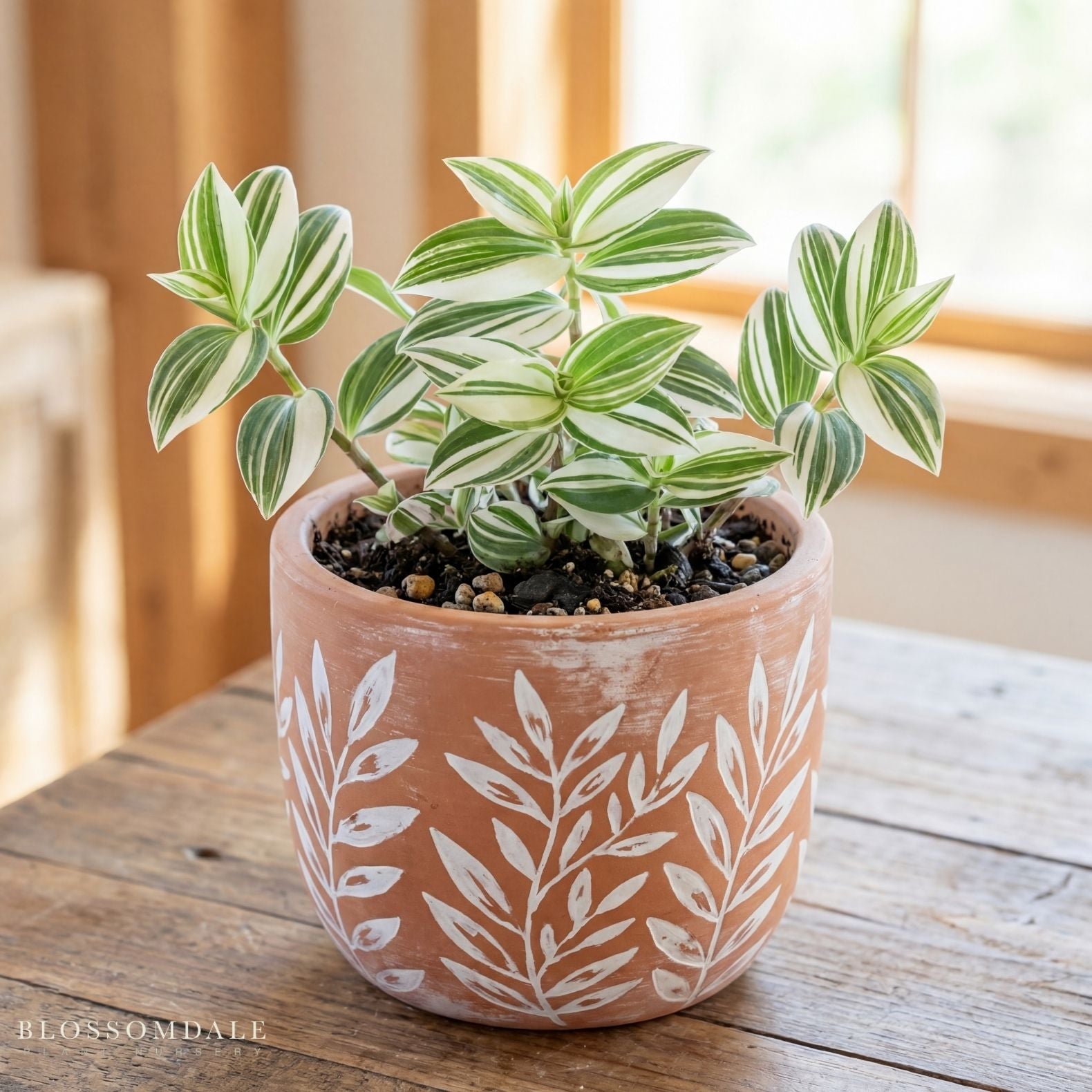 Tradescantia 'Green-Yellow'