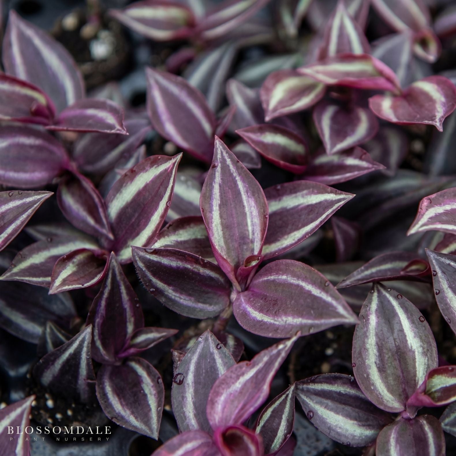 Tradescantia Red