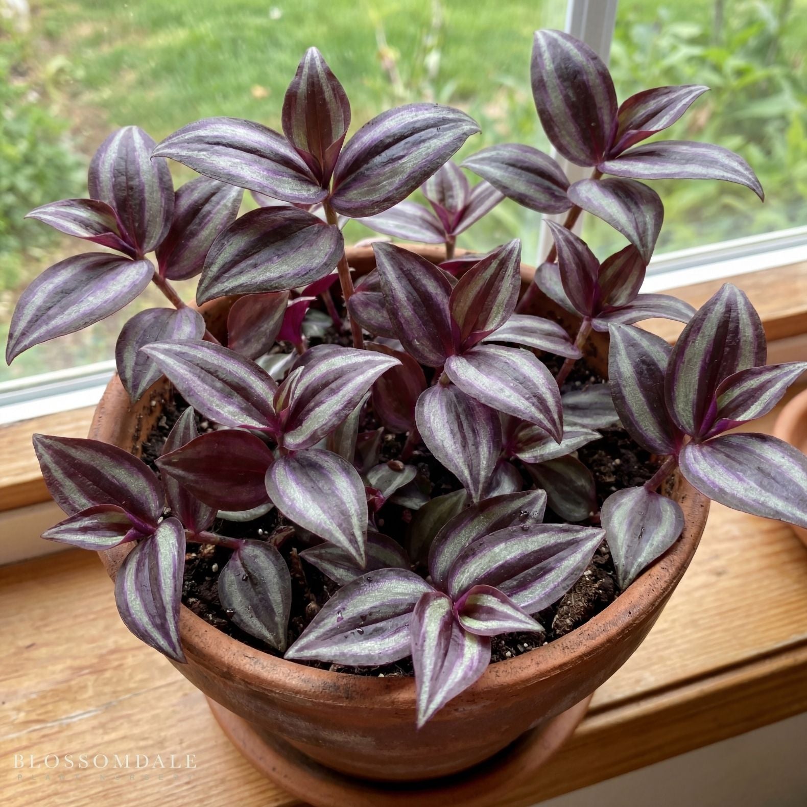 Tradescantia Red