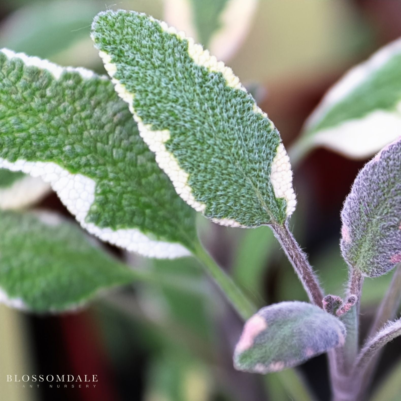 Tri-color Sage