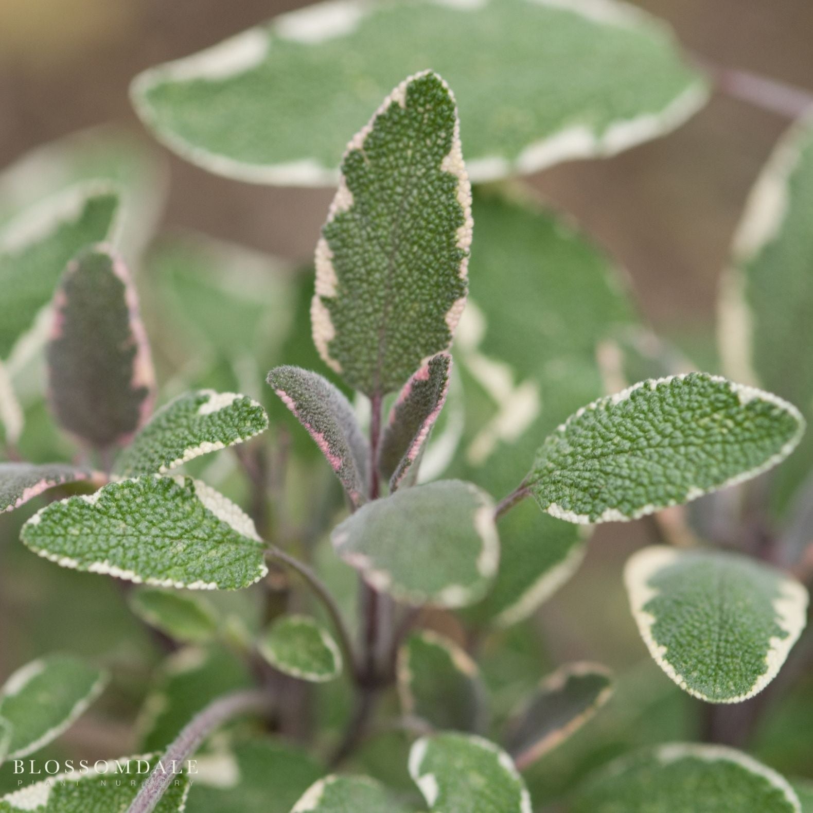 Tri-color Sage