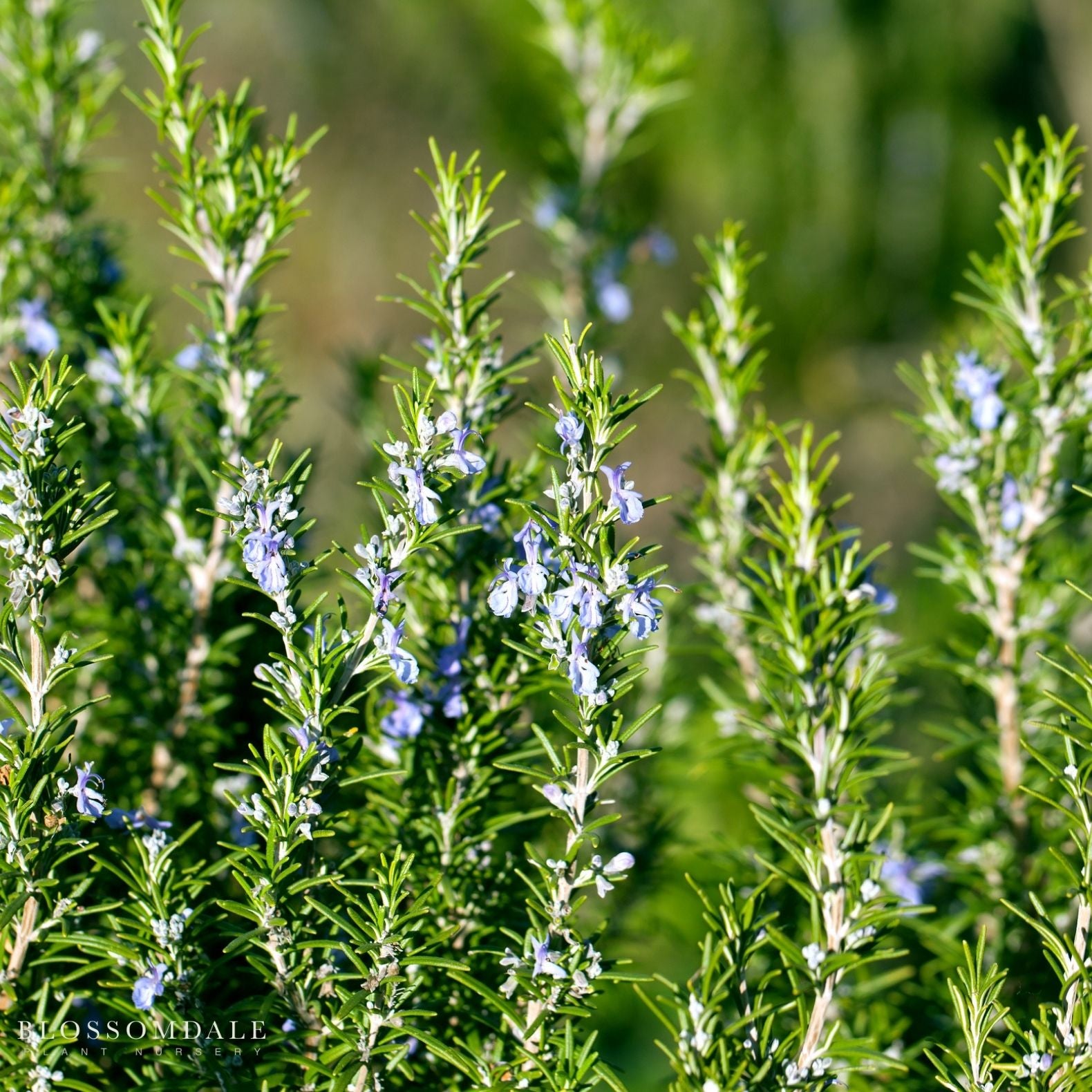 Rosemary 'Tuscan Blue'