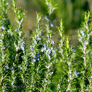 Rosemary 'Tuscan Blue'