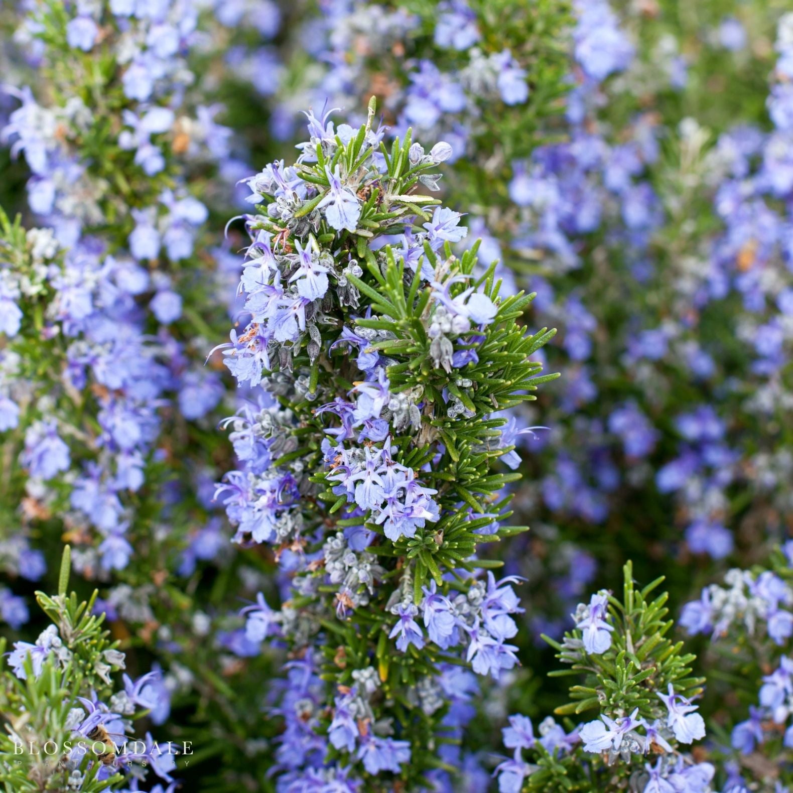 Rosemary 'Tuscan Blue'