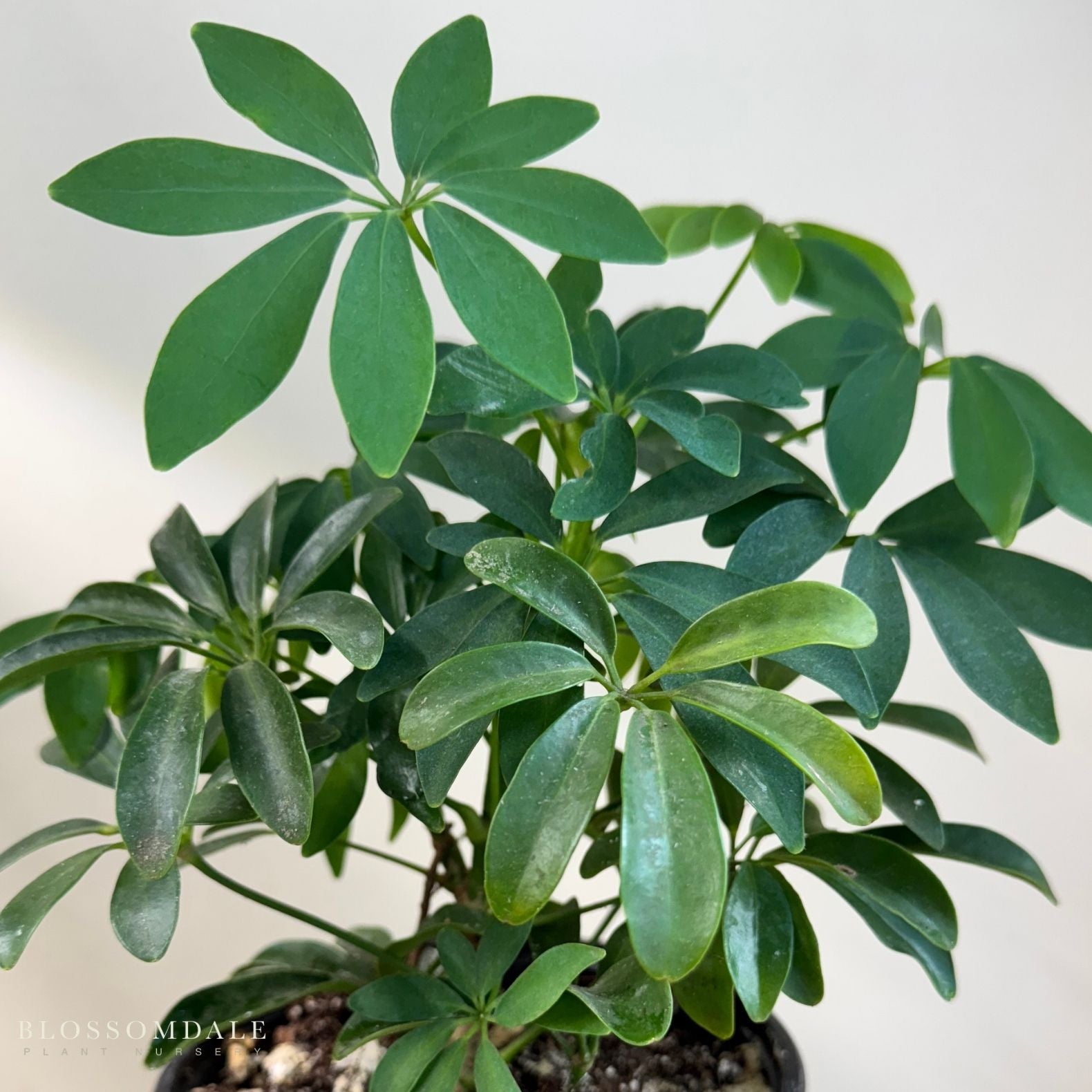Schefflera 'Umbrella Tree'