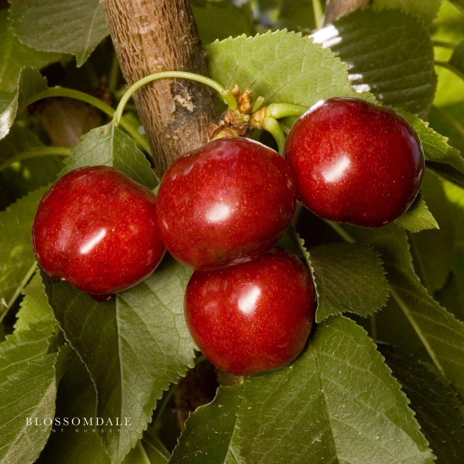 Semi Dwarf 4-in-1 Cherry Tree (Rainer, Bing, Utah Giant and Van)