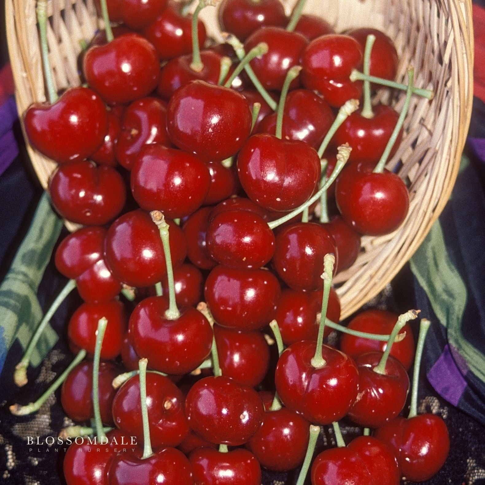 Semi Dwarf 4-in-1 Cherry Tree (Rainer, Bing, Utah Giant and Van)