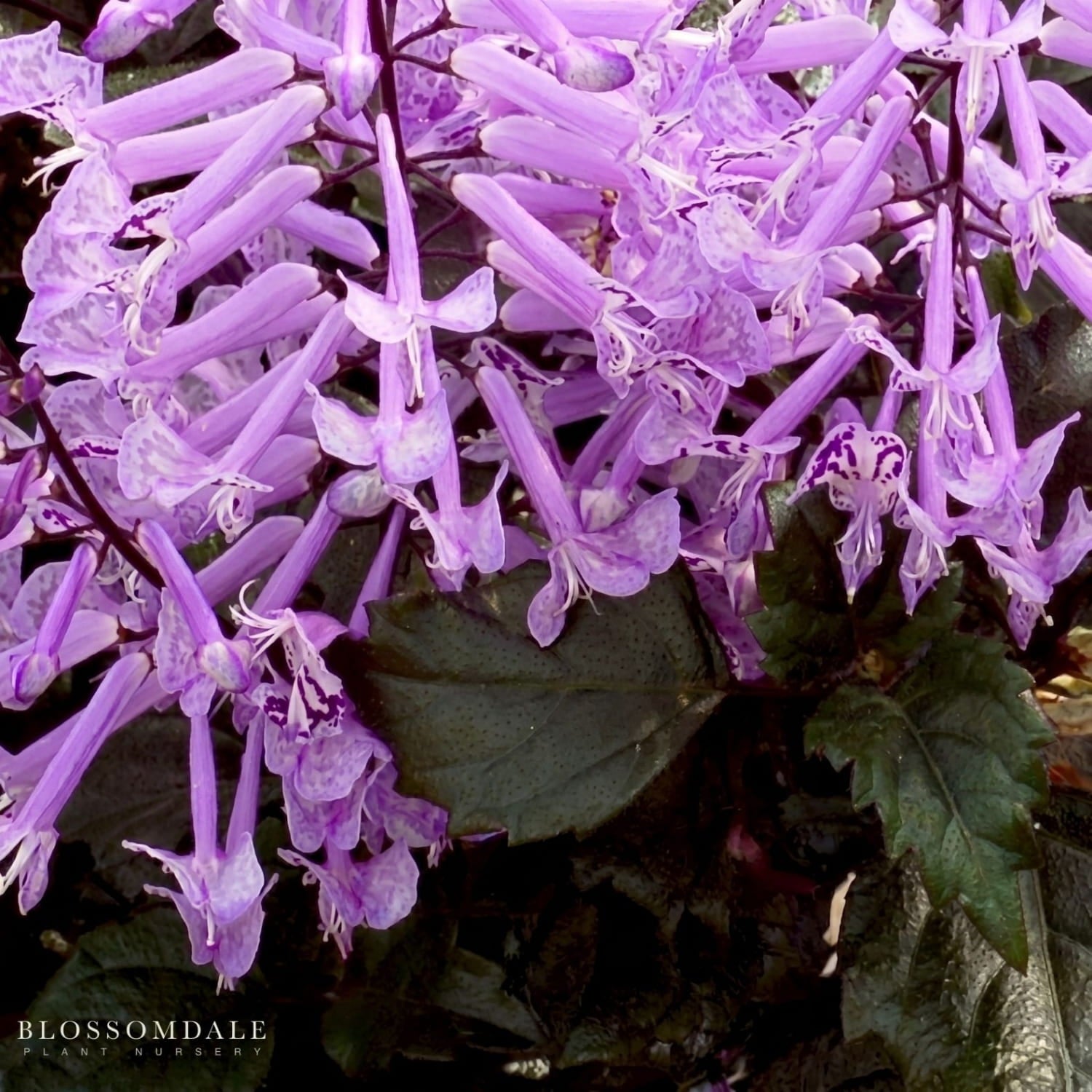 Plectranthus ‘Velvet Elvis’ Swedish Ivy plant with rich lavender-purple flowers and aromatic green leaves, ideal for pollinator gardens, containers, and shaded patios.