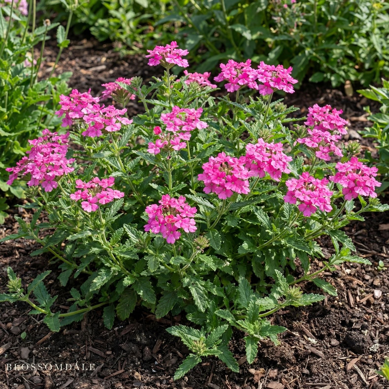 Verbena 'Carolina Perfect Pink'