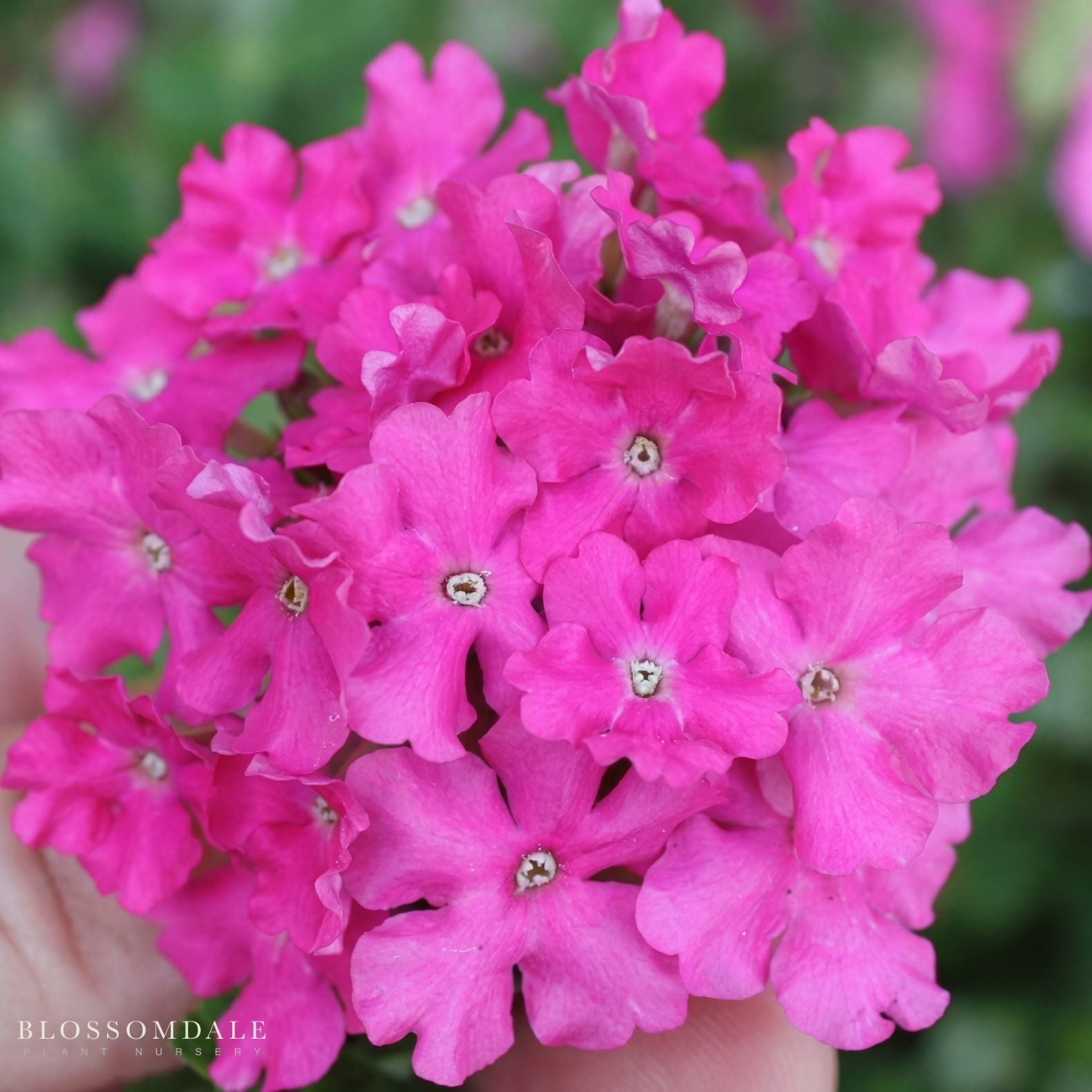 Verbena 'Carolina Perfect Pink'