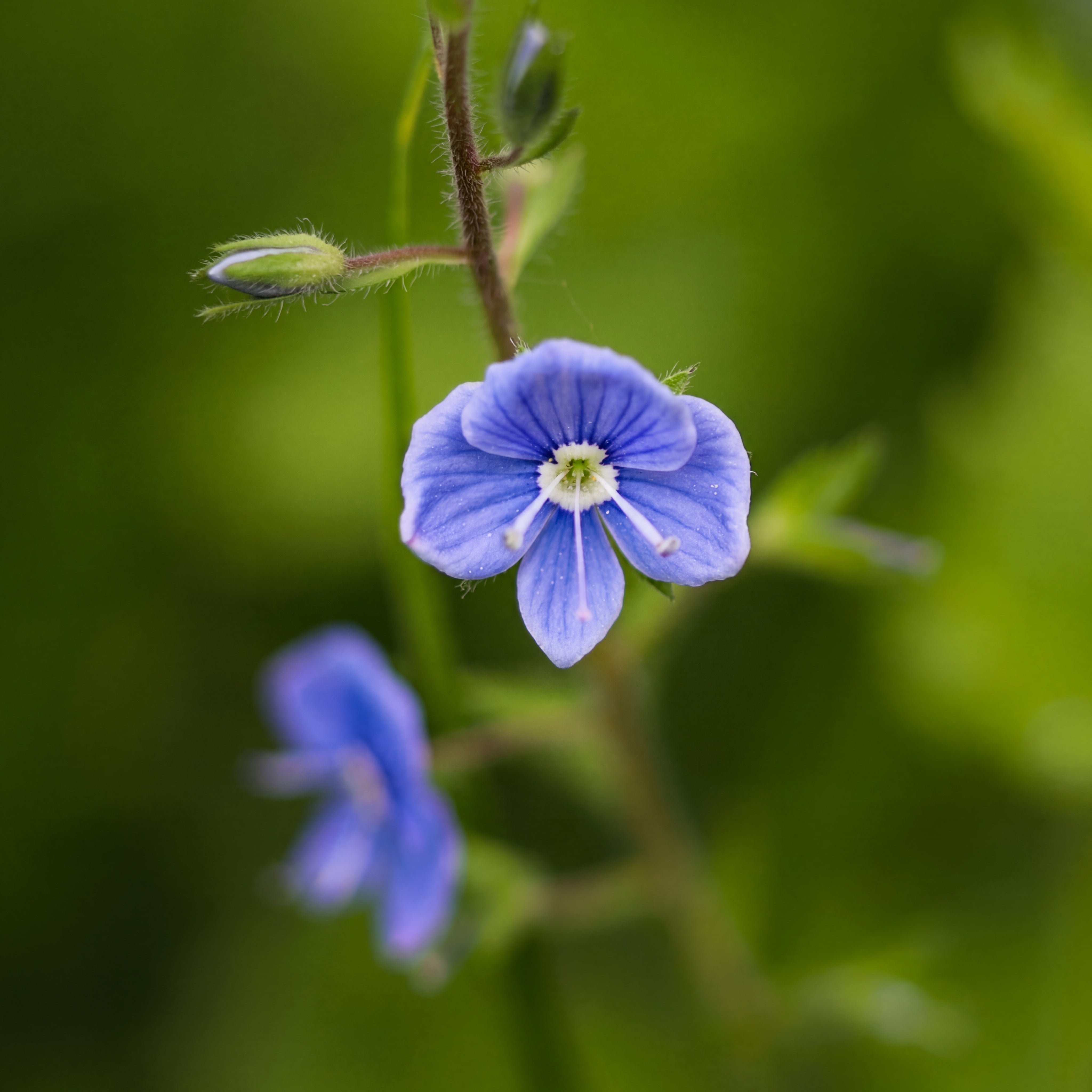 Veronica 'Georgia Blue'
