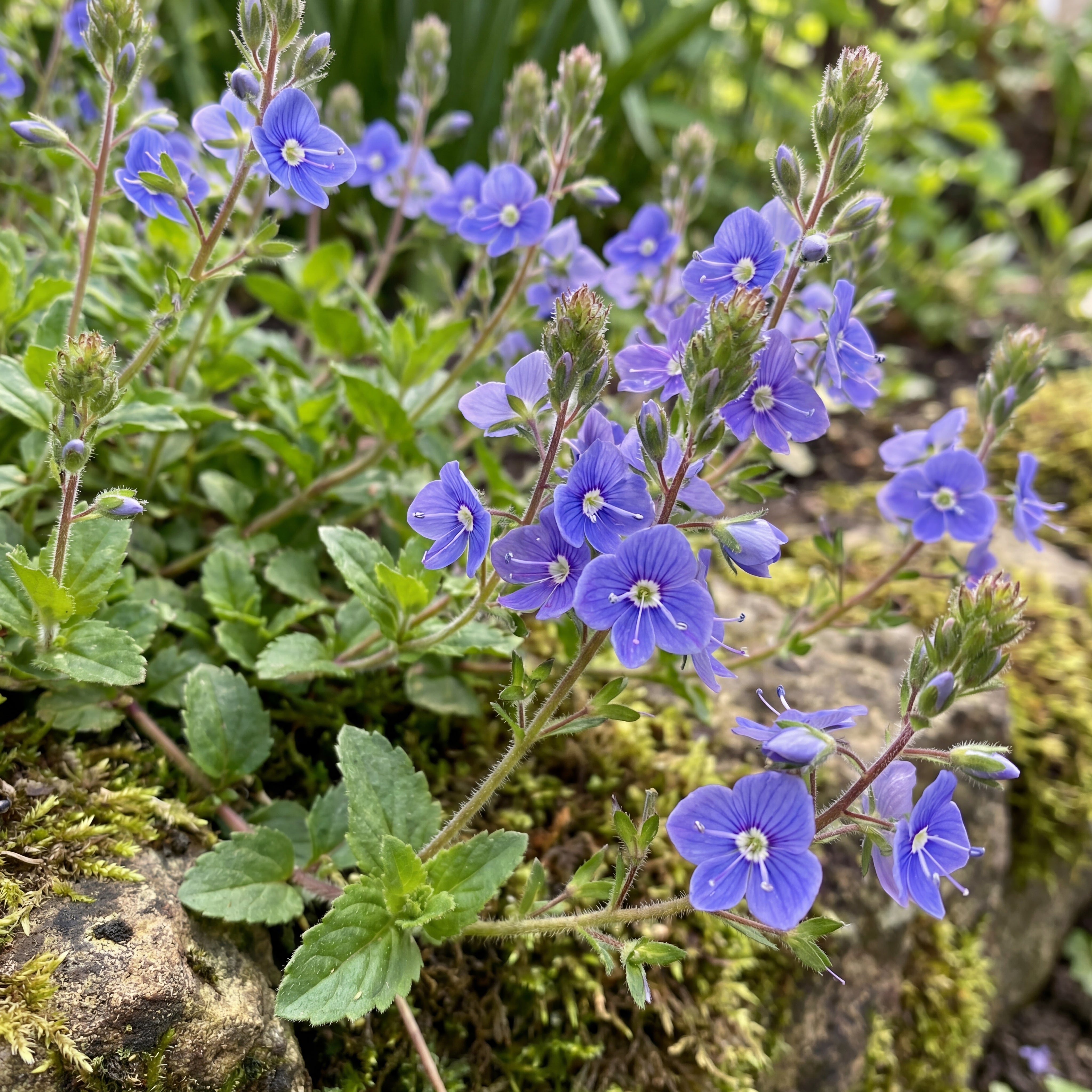 Veronica 'Georgia Blue'