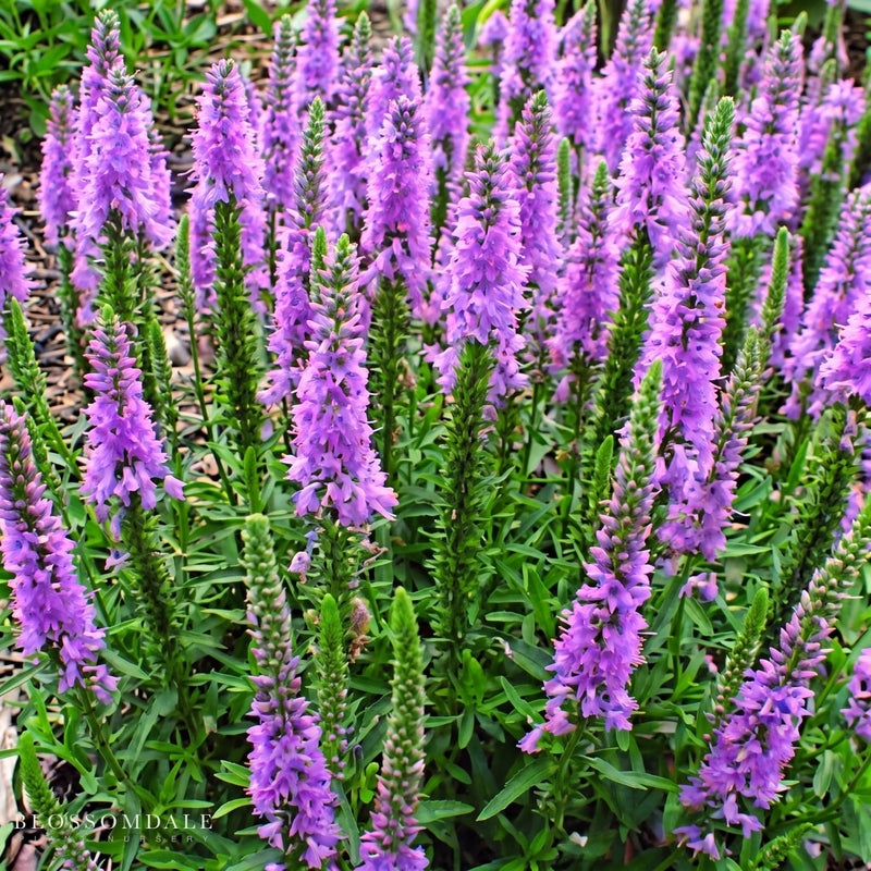 Veronica 'Giles Van Hees'