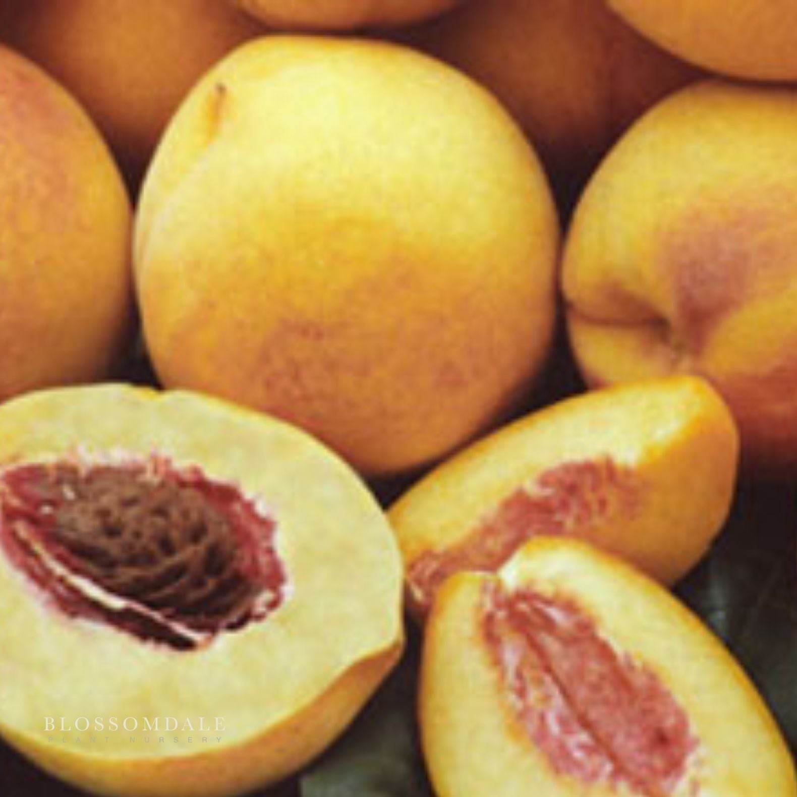 Semi Dwarf 4-in-1 Peach Tree (Gleason Early Elberta, Frost Redhaven, Veteran or Cresthaven)