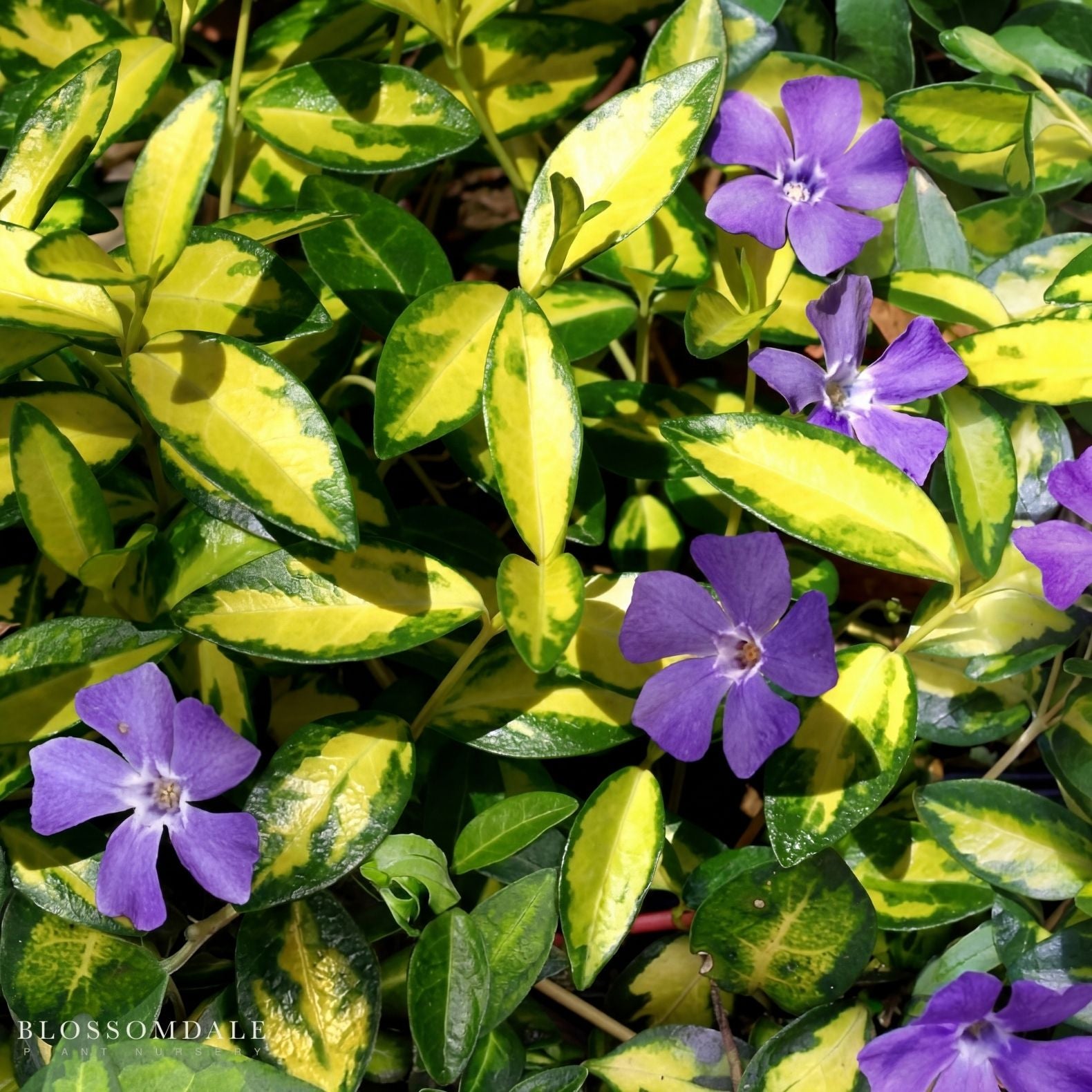 Vinca Minor 'Illumination'