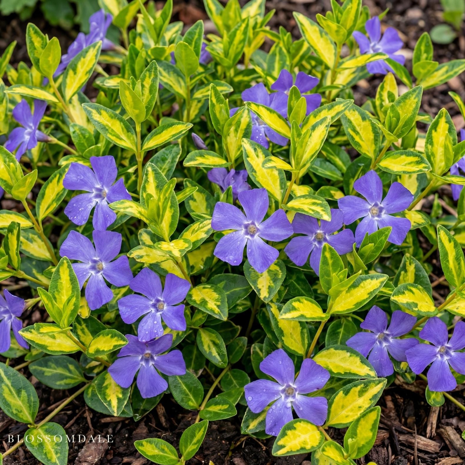 Vinca Minor 'Illumination'