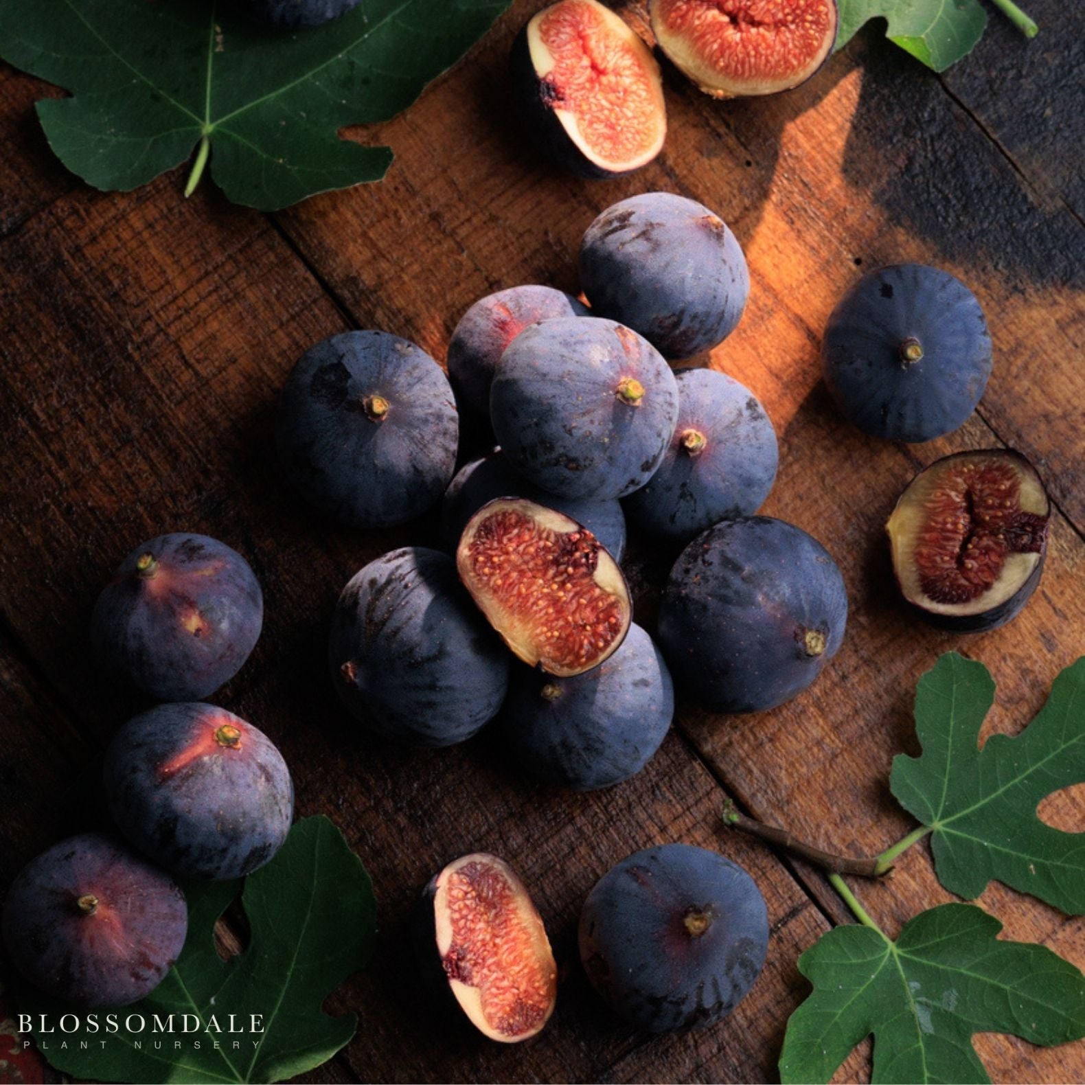 Violette de Bordeaux Fig