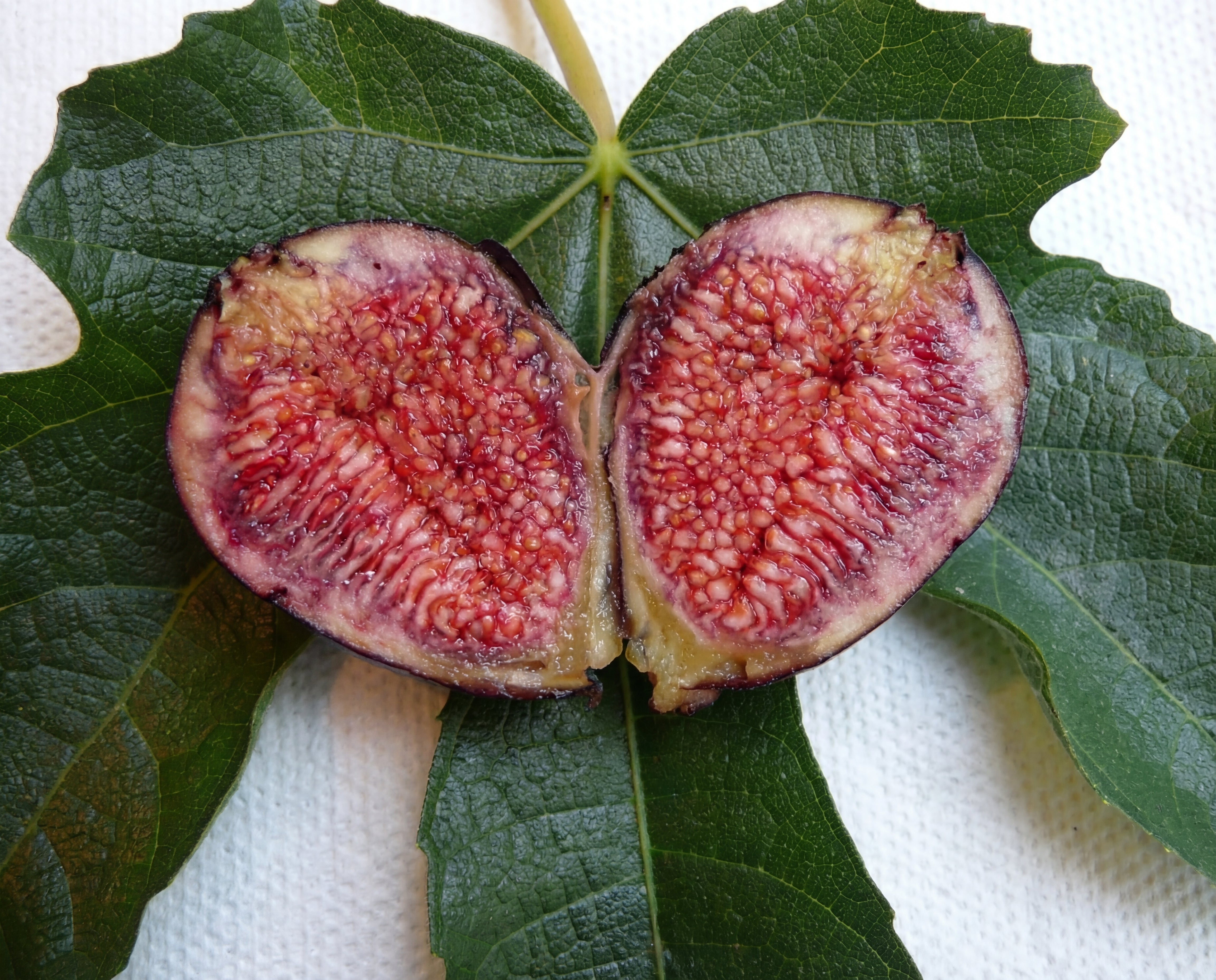 Violette de Bordeaux Fig