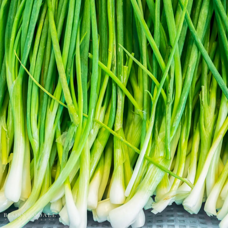 Warrior Onion Seeds