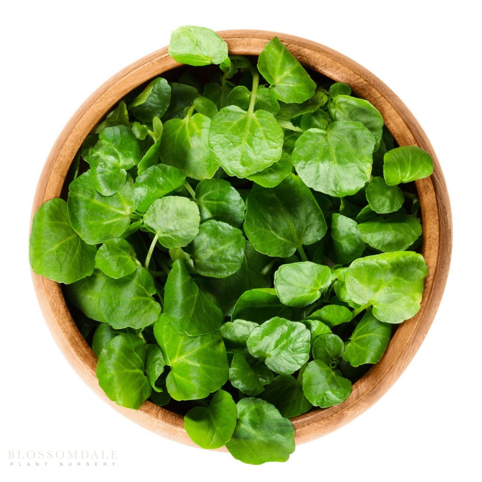 Nasturyium Watercress Seeds