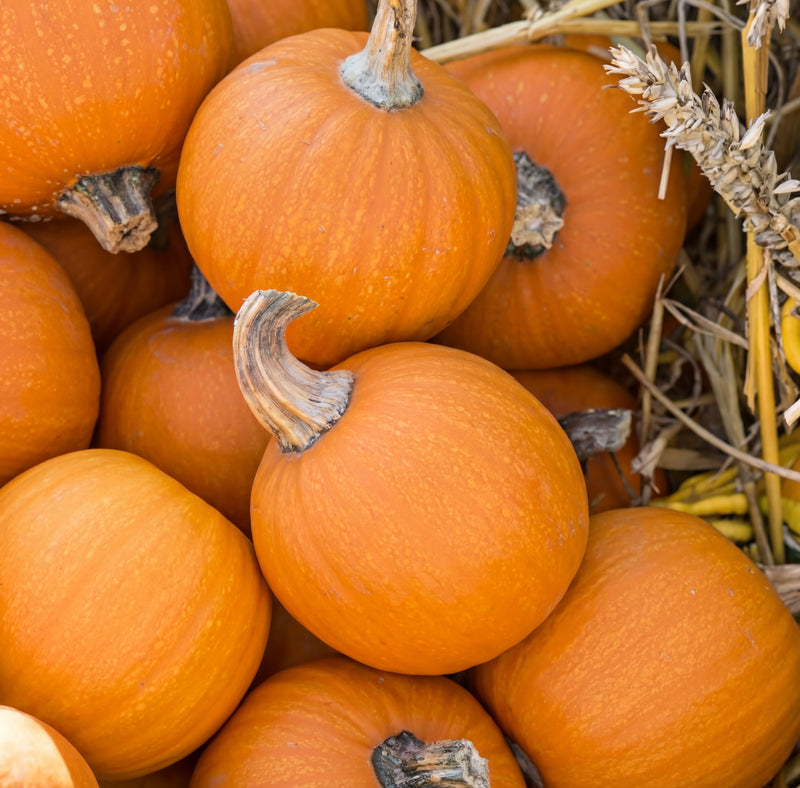 Wee-B-Little Pumpkin Seeds