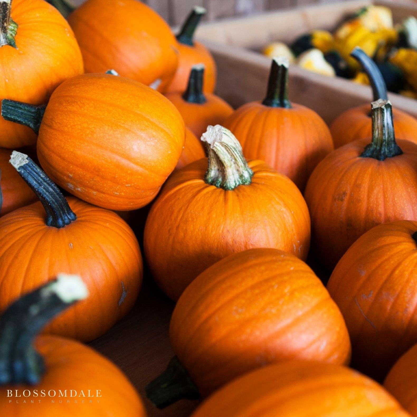 Wee-B-Little Pumpkin Seeds