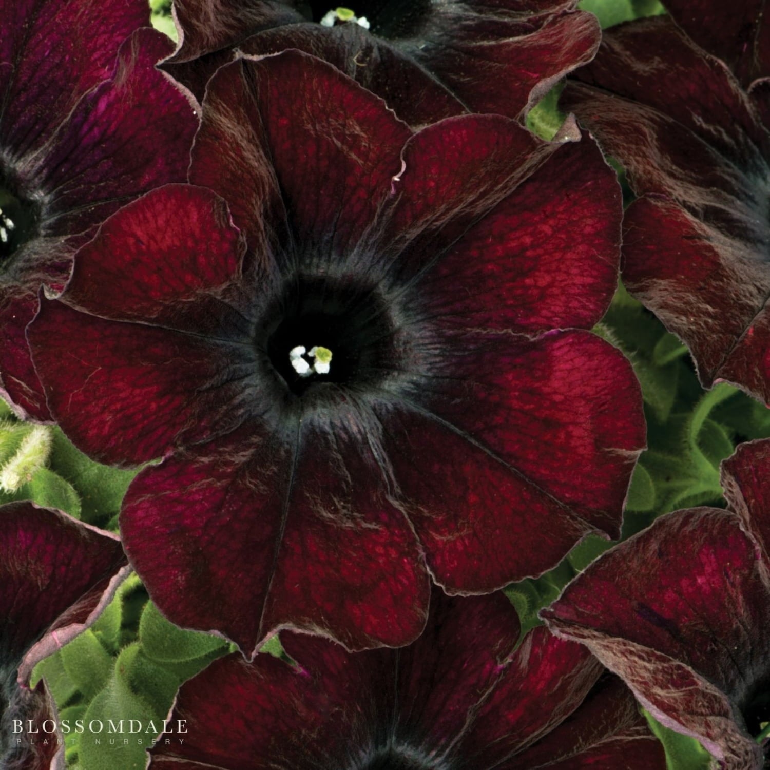 Crazytunia Mahogany Queen or Wespecramaque showcases rich mahogany blooms with striking trumpet-shaped flowers, a herbaceous annual plant perfect for gardens, containers, and hanging baskets.