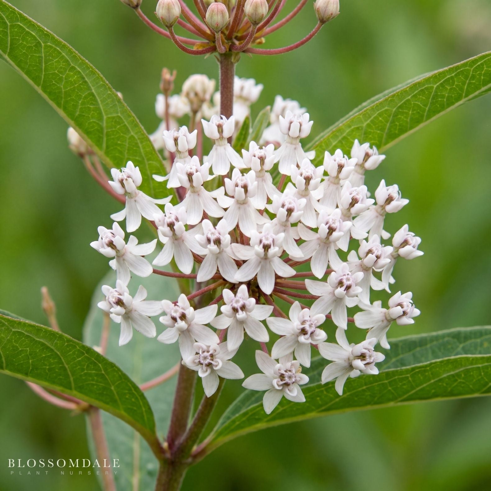 White Swamp Milkweed 'Asclepias perennis'