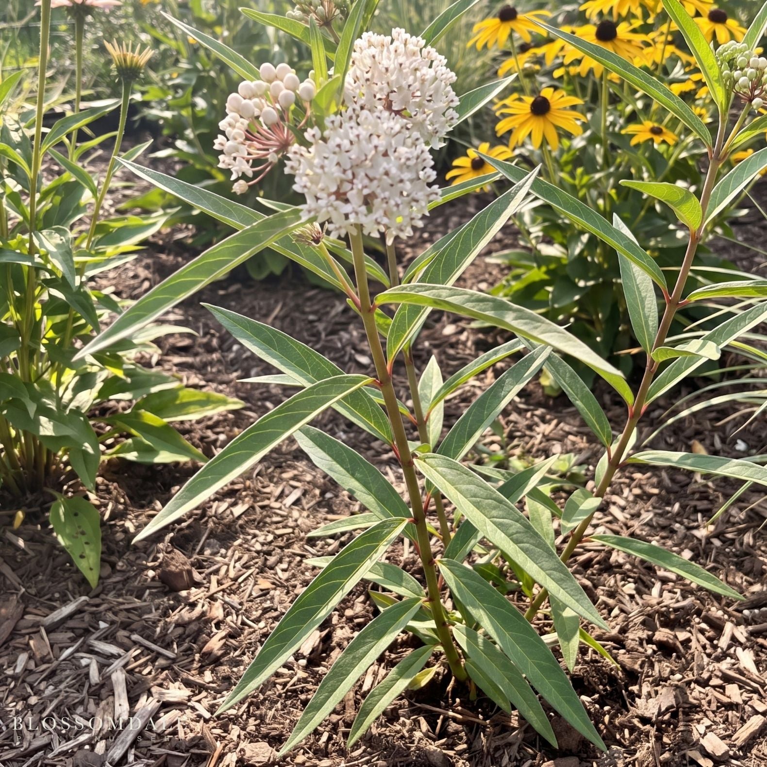 White Swamp Milkweed 'Asclepias perennis'