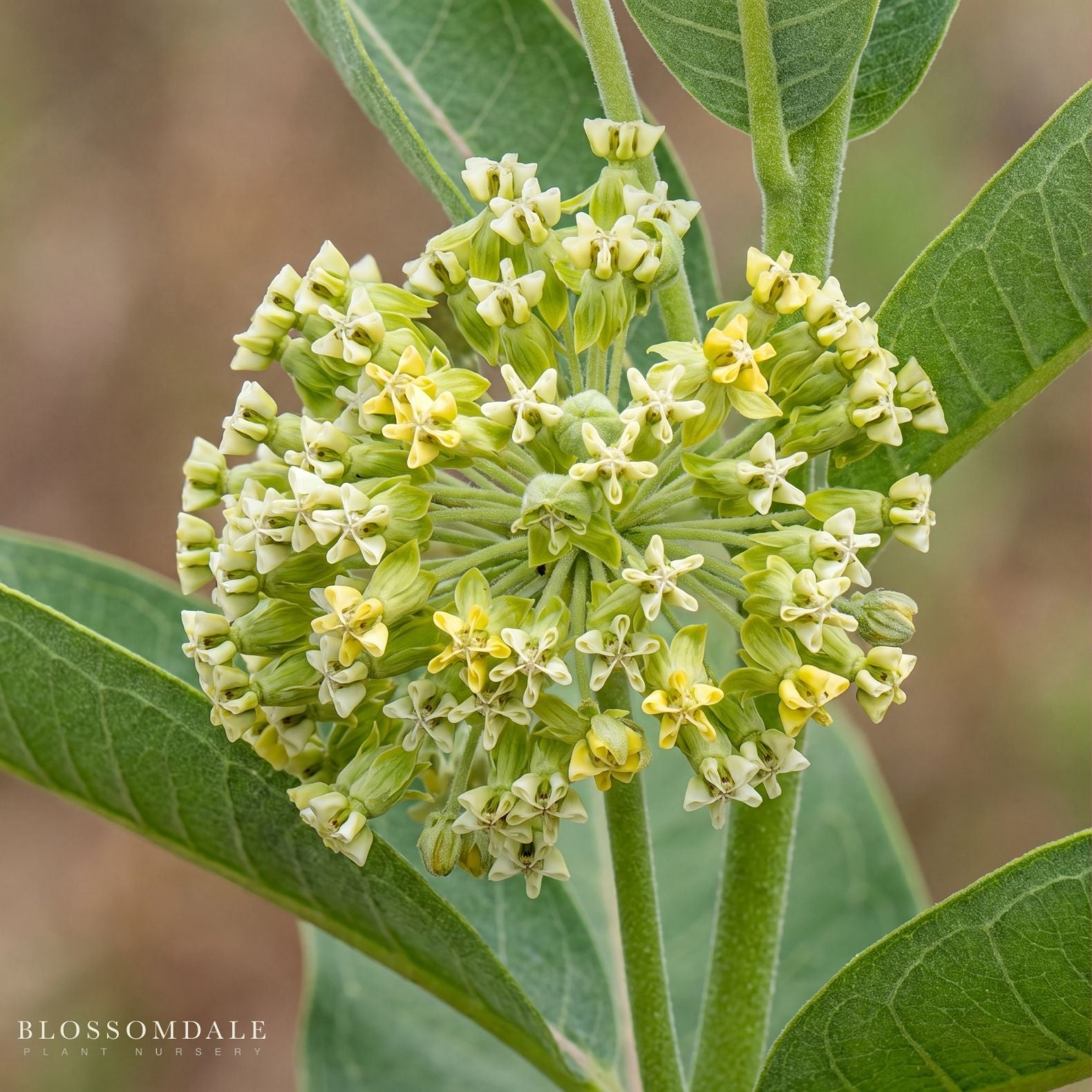 White Swamp Milkweed