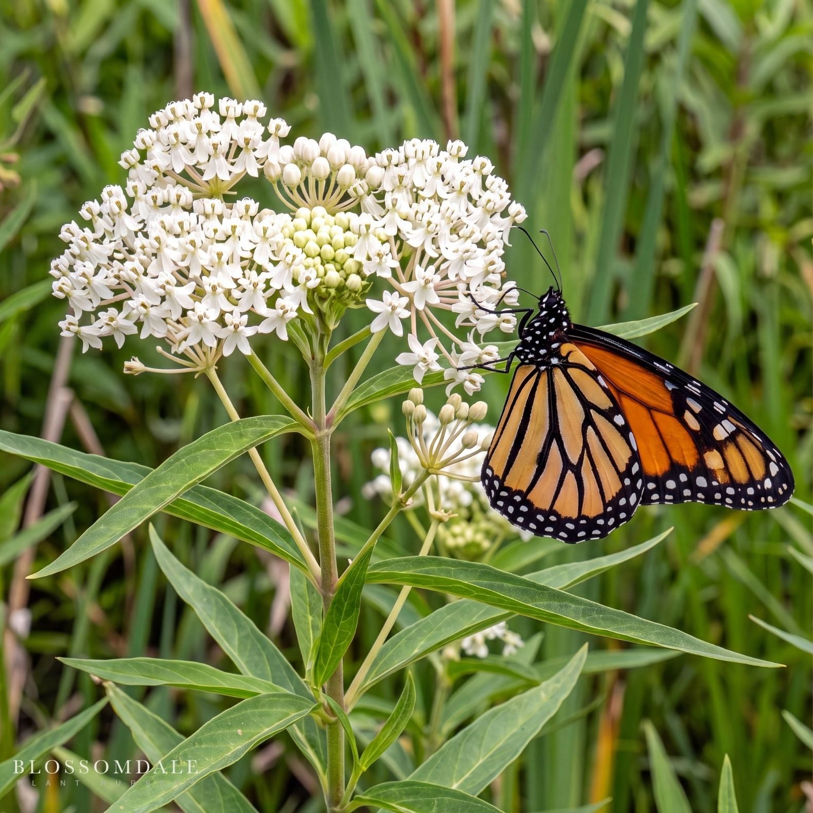 White Swamp Milkweed