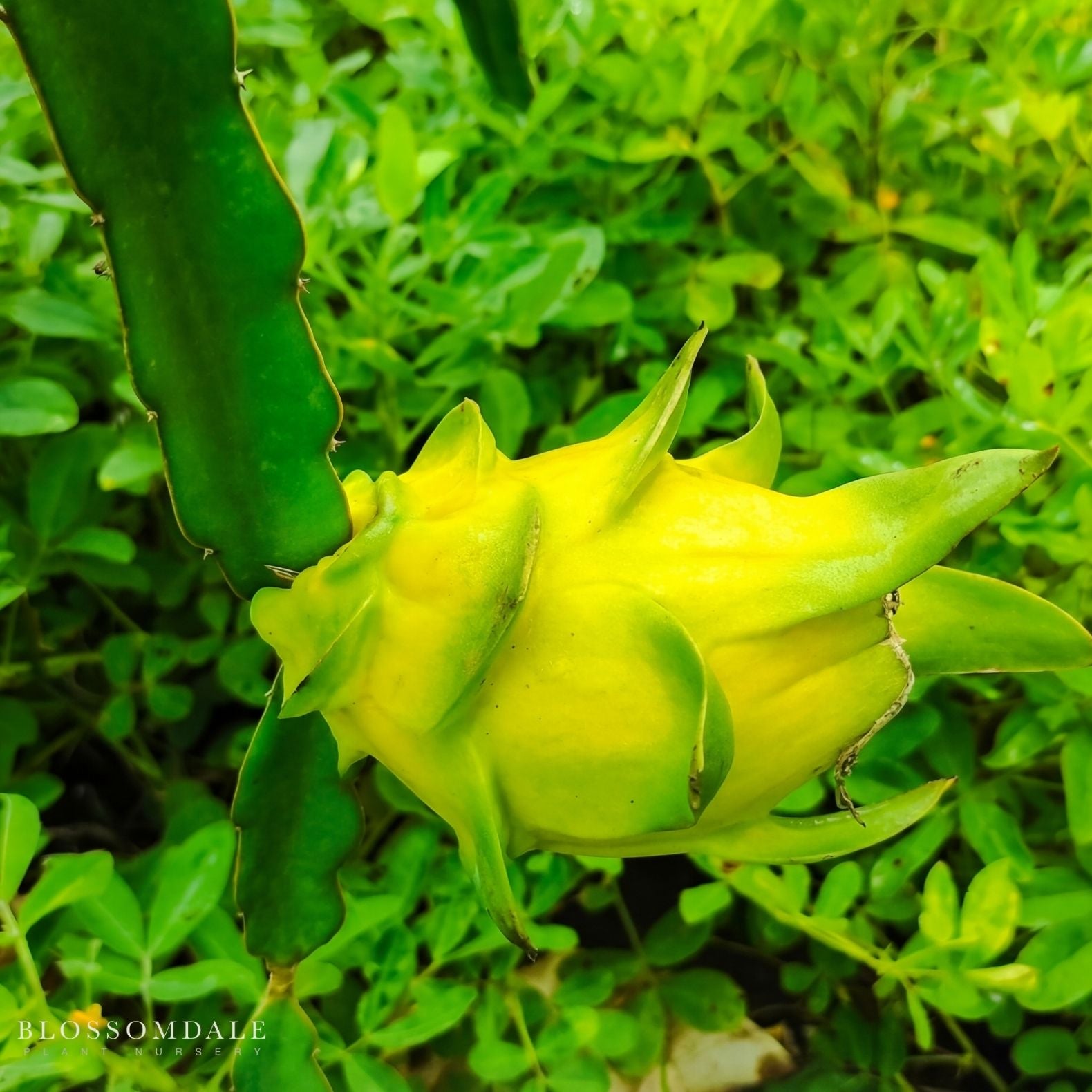 Yellow Dragon Fruit