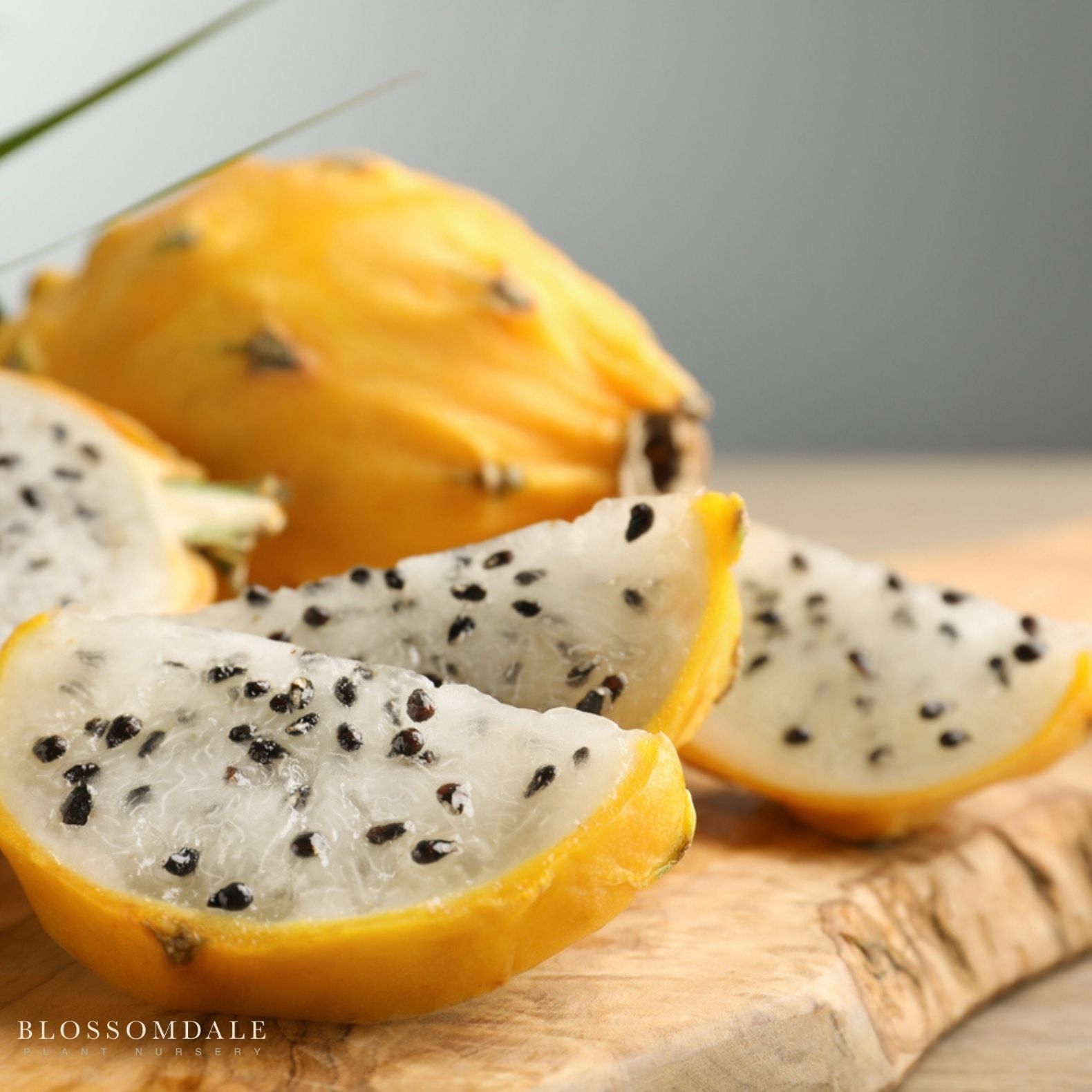 Yellow Dragon Fruit