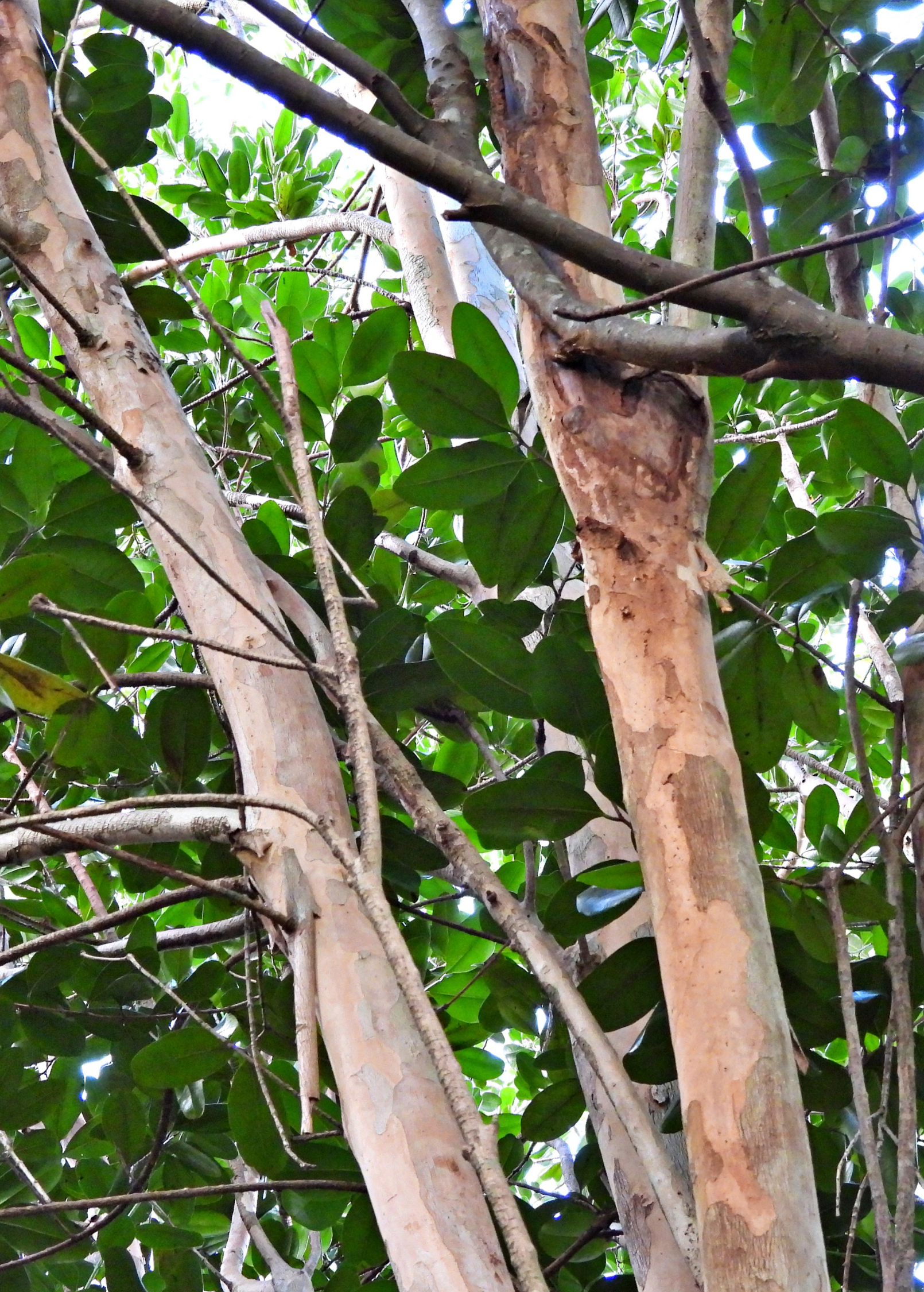 Bay Rum (Pimenta racemosa)
