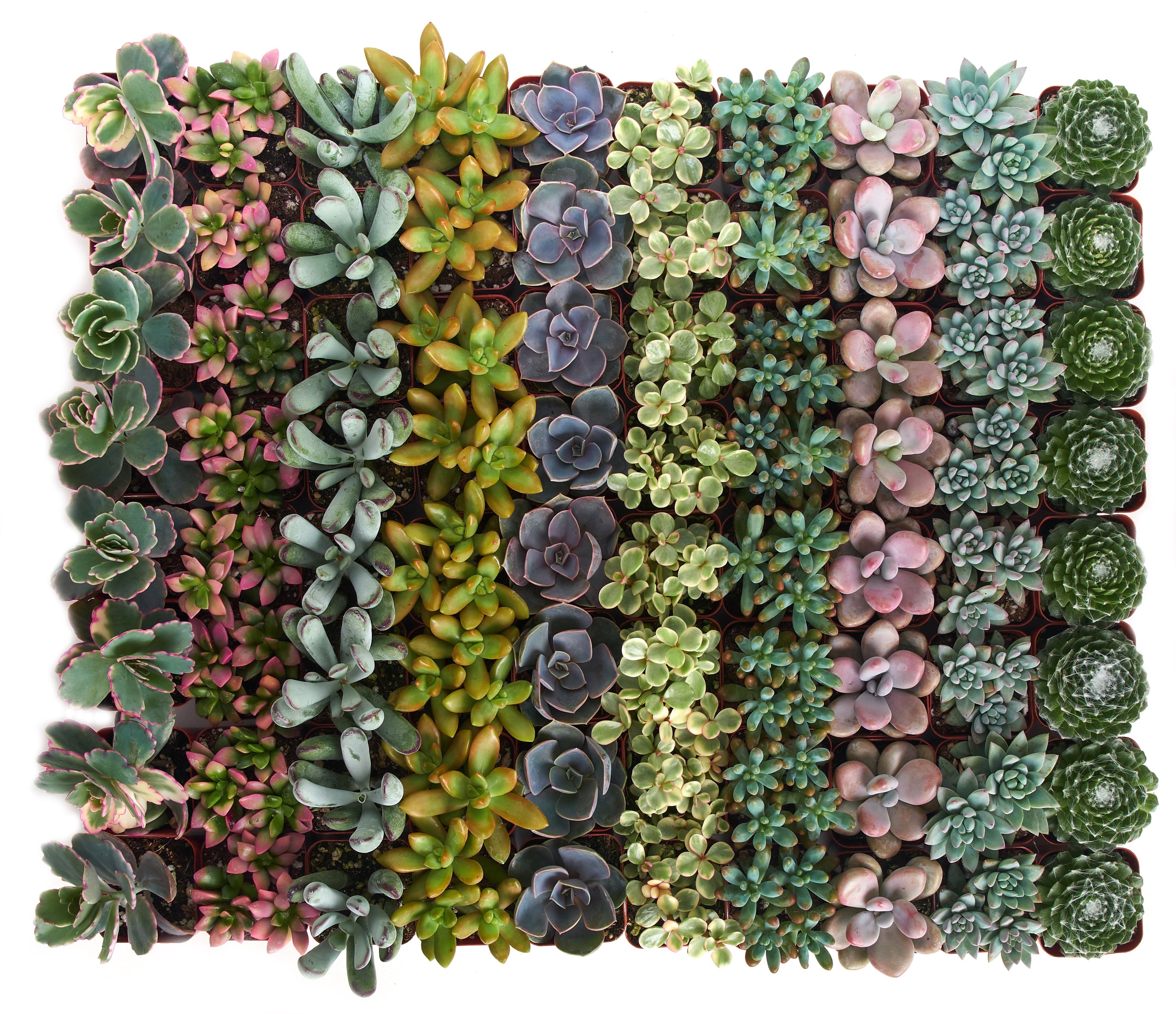 Pastel Mini Succulent Collection