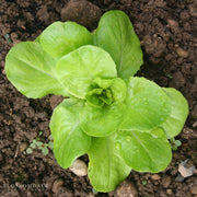 Buttercrunch Lettuce Seeds