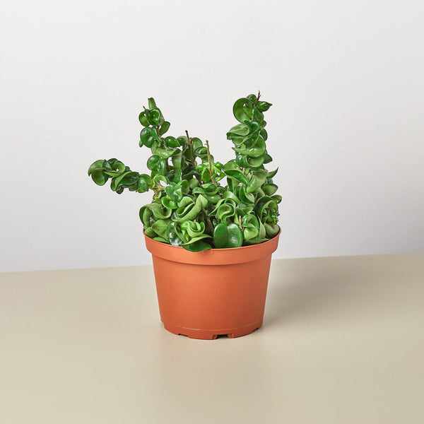 rope succulent Hoya Rope Plant