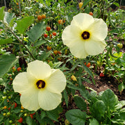 Edible Hibiscus "Chief Kubo’s Prize"